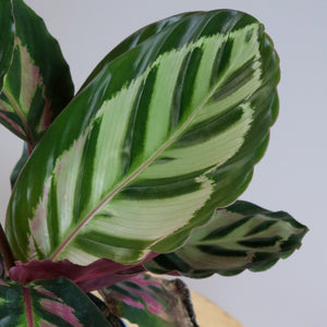 Calathea Peacock
