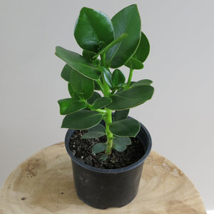 Clusia Rosea 'Princess'