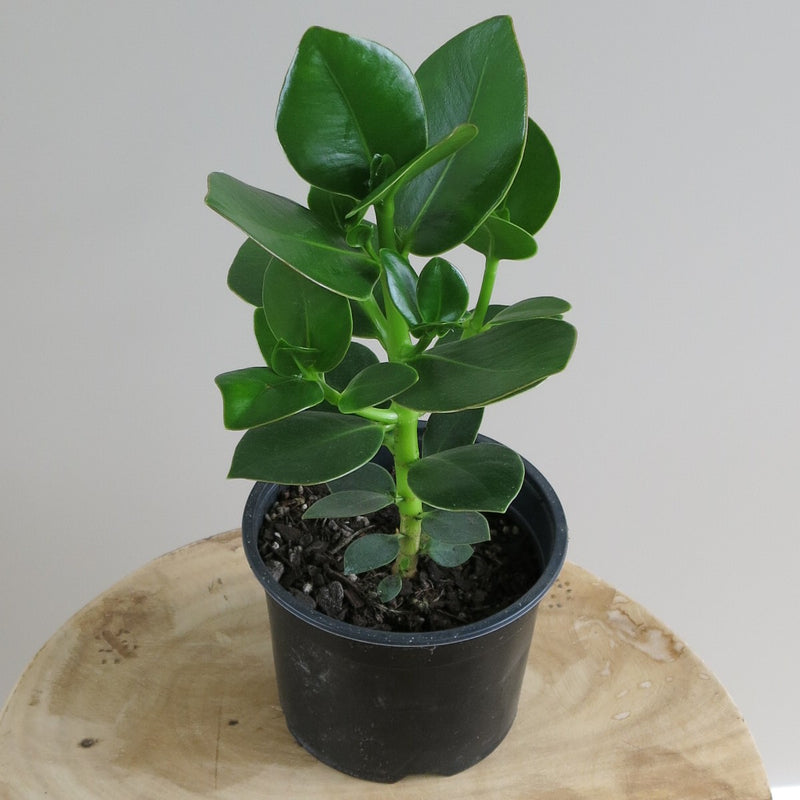Clusia Rosea 'Princess'