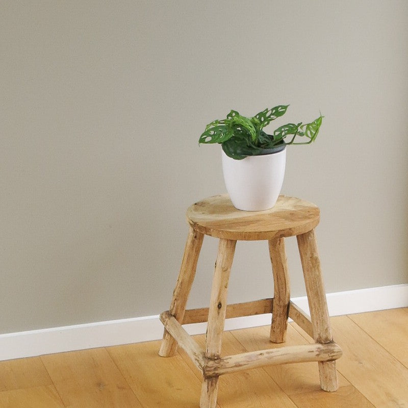 Monstera Obliqua Swiss Cheese Vine