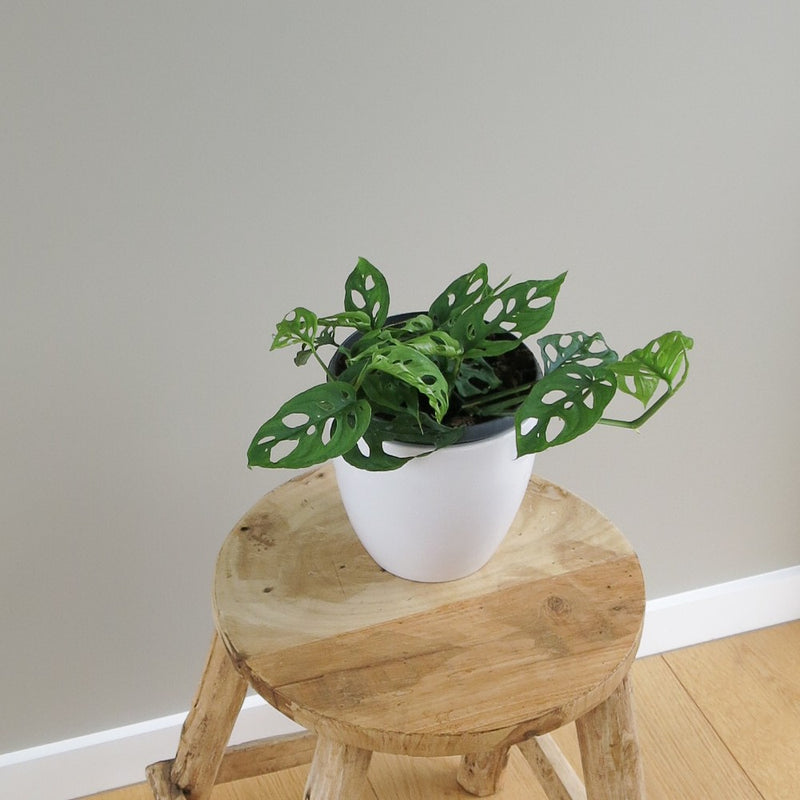 Monstera Obliqua Swiss Cheese Vine