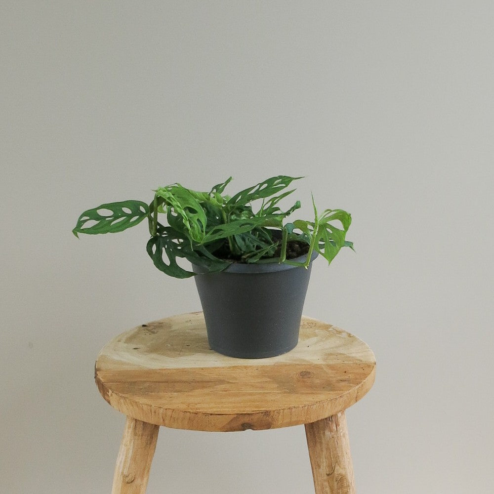 Monstera Obliqua Swiss Cheese Vine