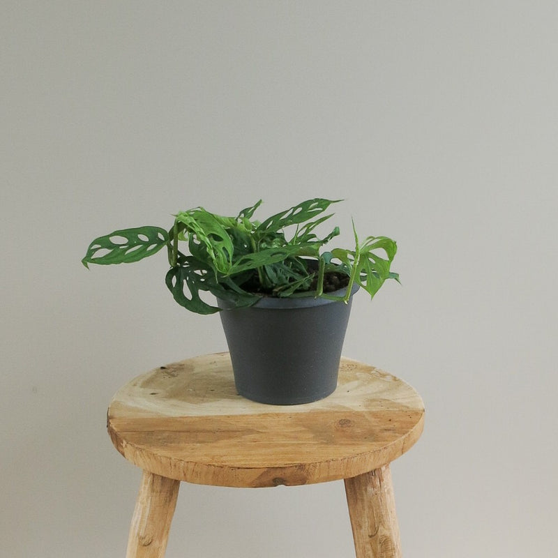 Monstera Obliqua Swiss Cheese Vine