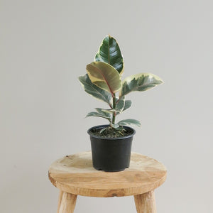 Ficus Elastica - Rubber Plant