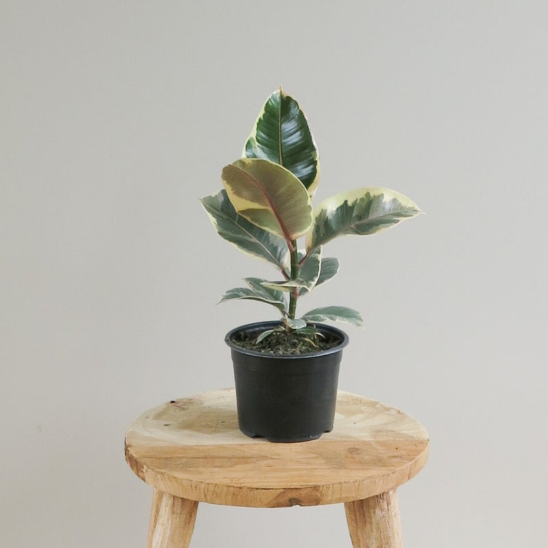 Ficus Elastica - Rubber Plant