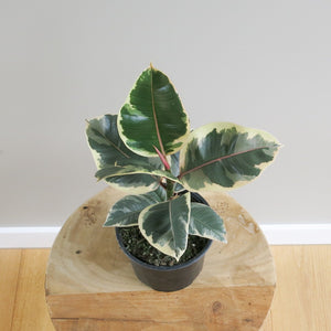 Ficus Elastica - Rubber Plant
