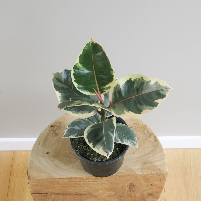 Ficus Elastica - Rubber Plant