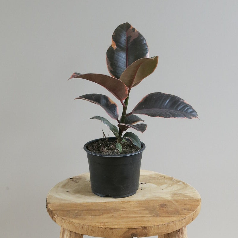 Ficus Elastica - Rubber Plant