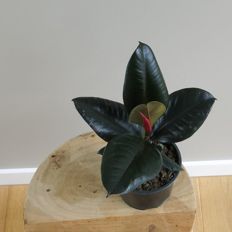 Ficus Elastica - Rubber Plant