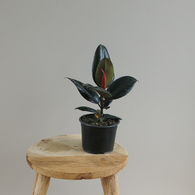 Ficus Elastica - Rubber Plant