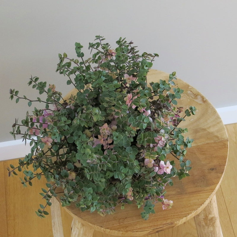 Callisia Repens Variegata "Sweet Bubbles"