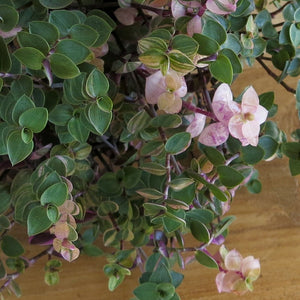 Callisia Repens Variegata "Sweet Bubbles"