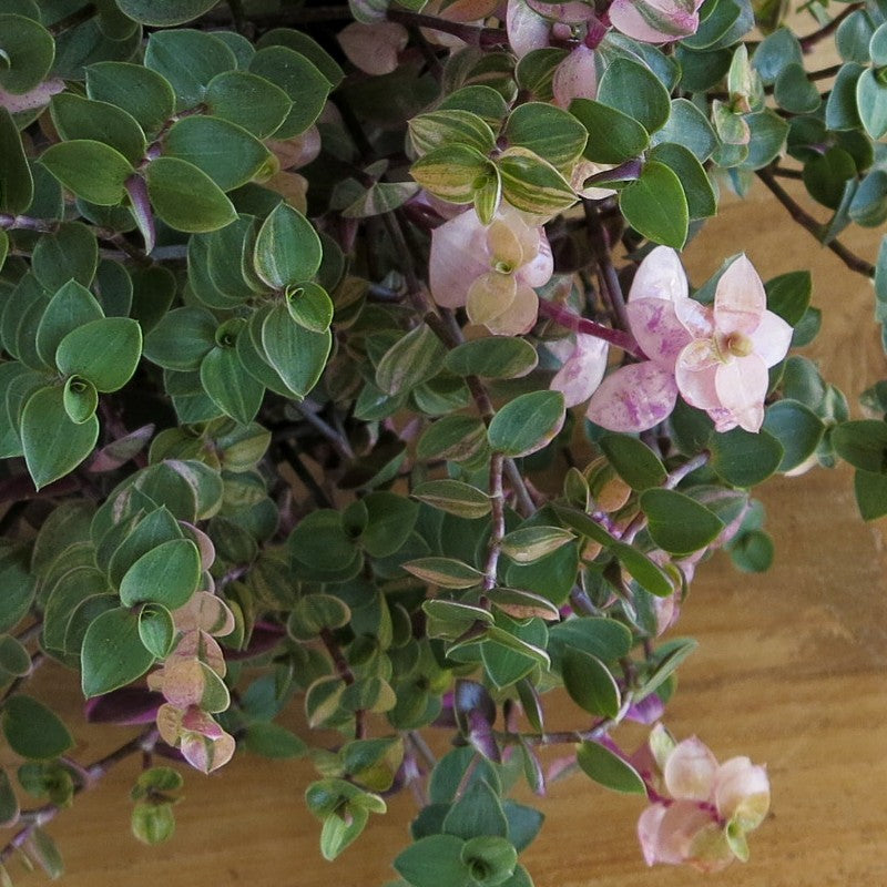 Callisia Repens Variegata "Sweet Bubbles"