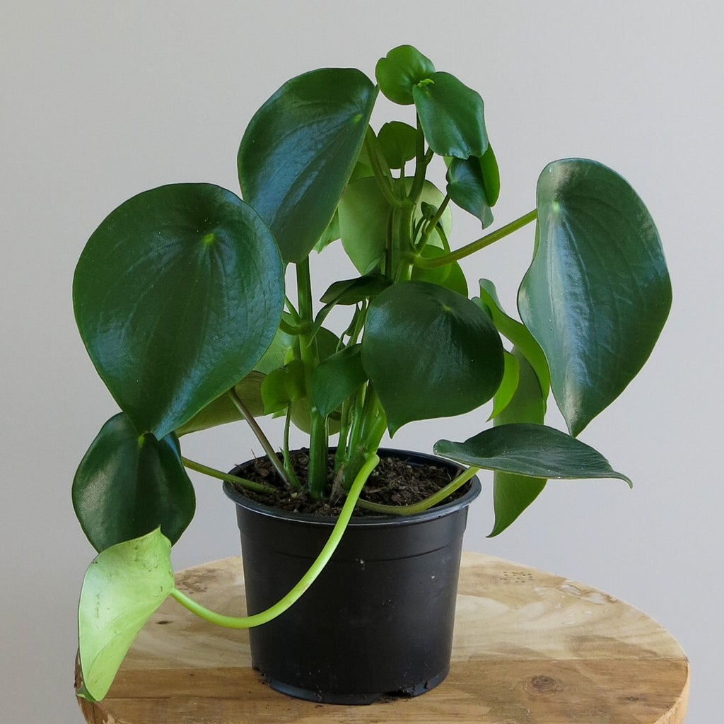 Peperomia Polybotrya "Raindrop Peperomia"