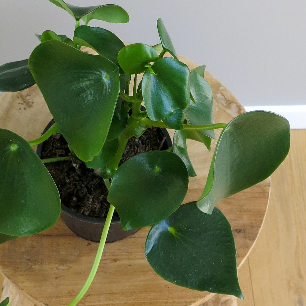 Peperomia Polybotrya "Raindrop Peperomia"