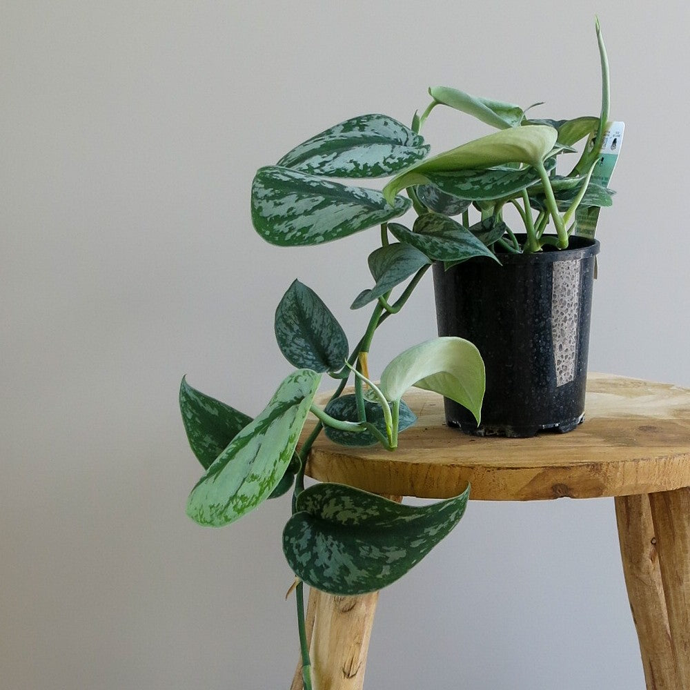 Scindapsus 'Trebie'
