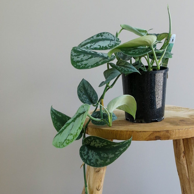 Scindapsus 'Trebie'