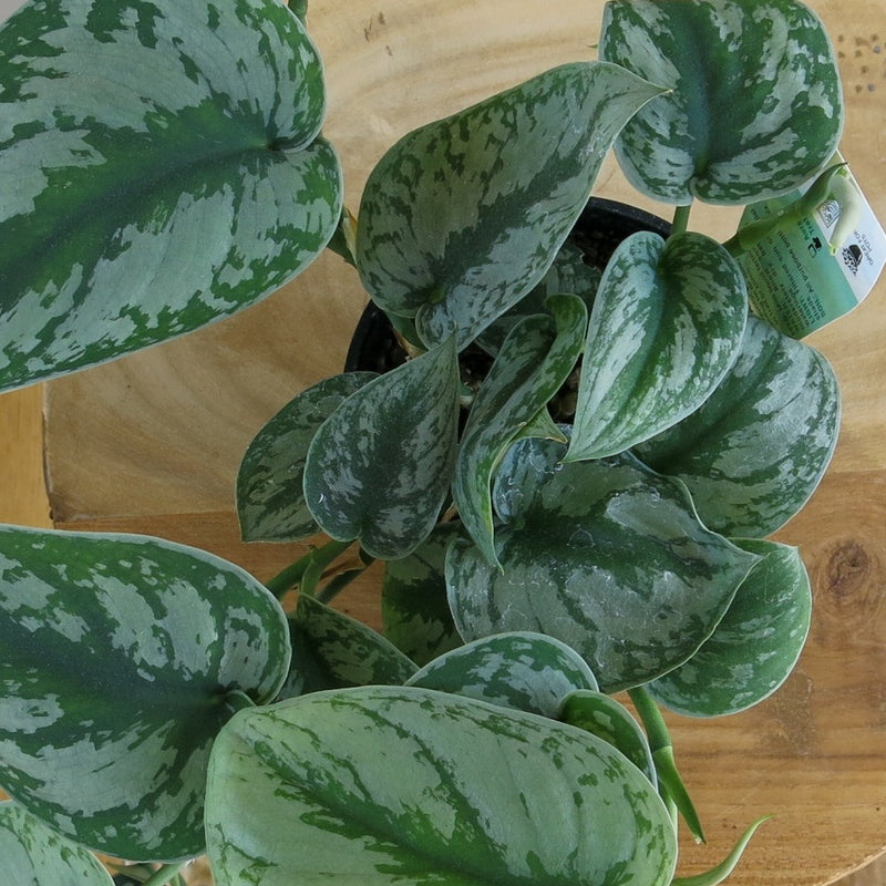 Scindapsus 'Trebie'