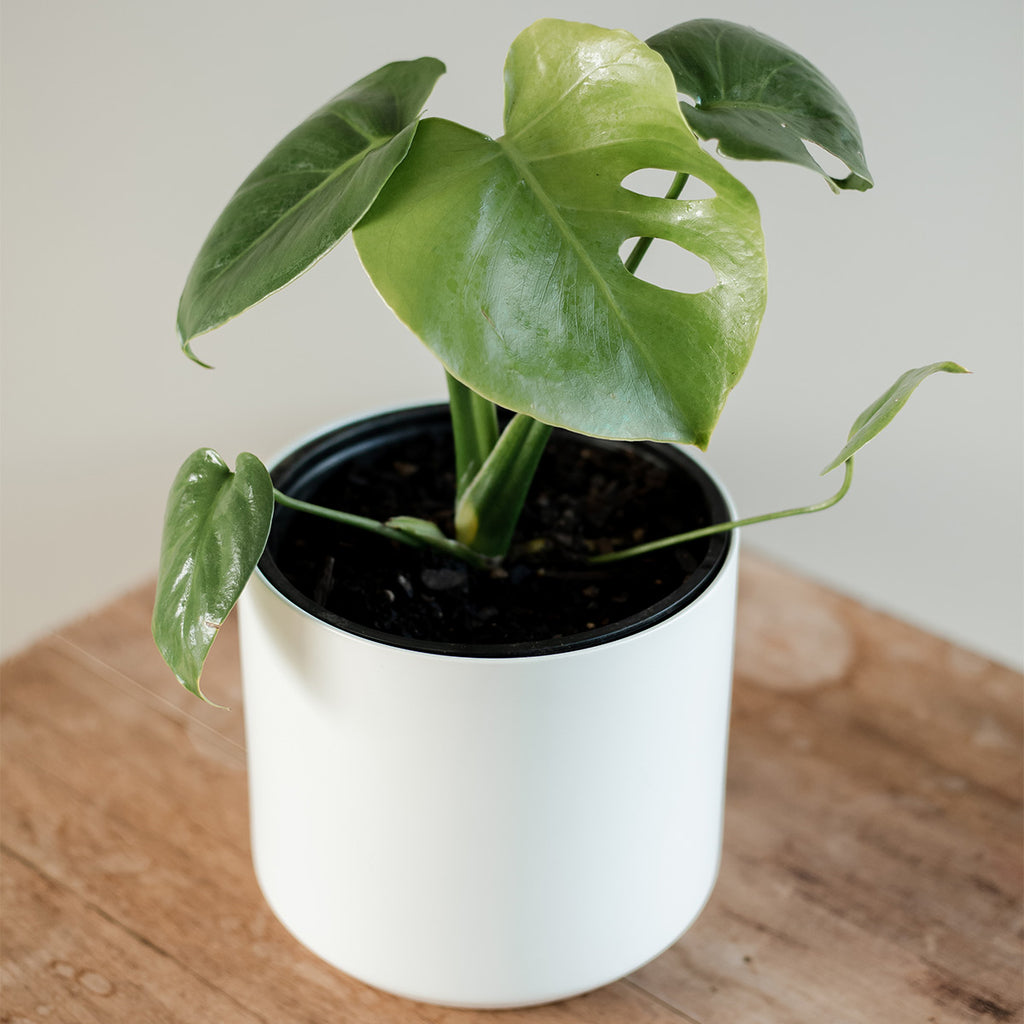 Monstera Deliciosa