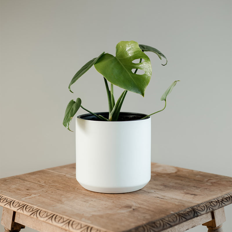 Monstera Deliciosa