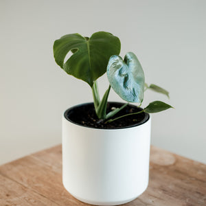 Monstera Deliciosa