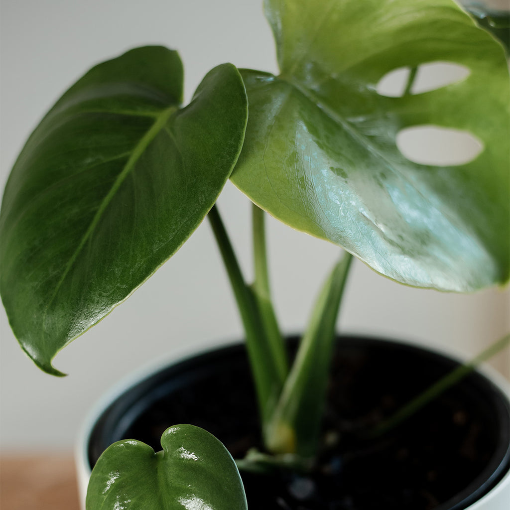Monstera Deliciosa