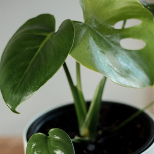 Monstera Deliciosa
