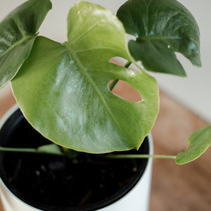 Monstera Deliciosa