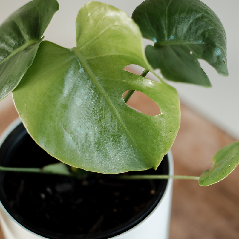 Monstera Deliciosa