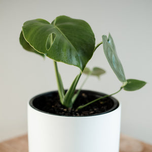 Monstera Deliciosa