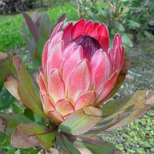 Protea Sylvia