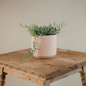 Senecio Radicans