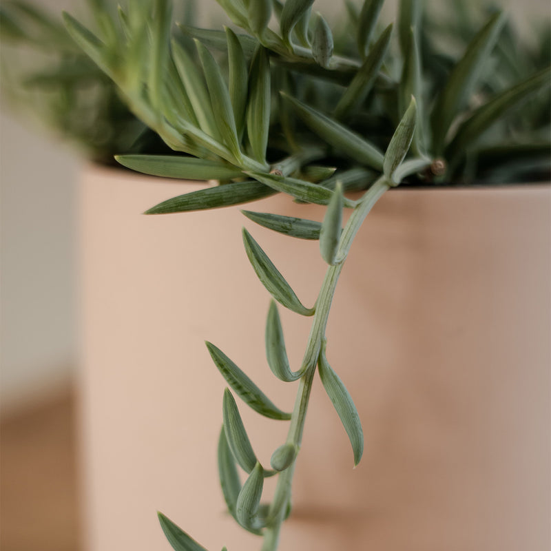 Senecio Radicans