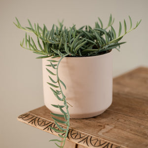 Senecio Radicans
