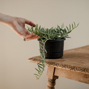 Senecio Radicans