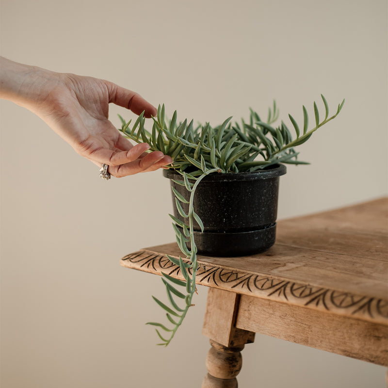 Senecio Radicans