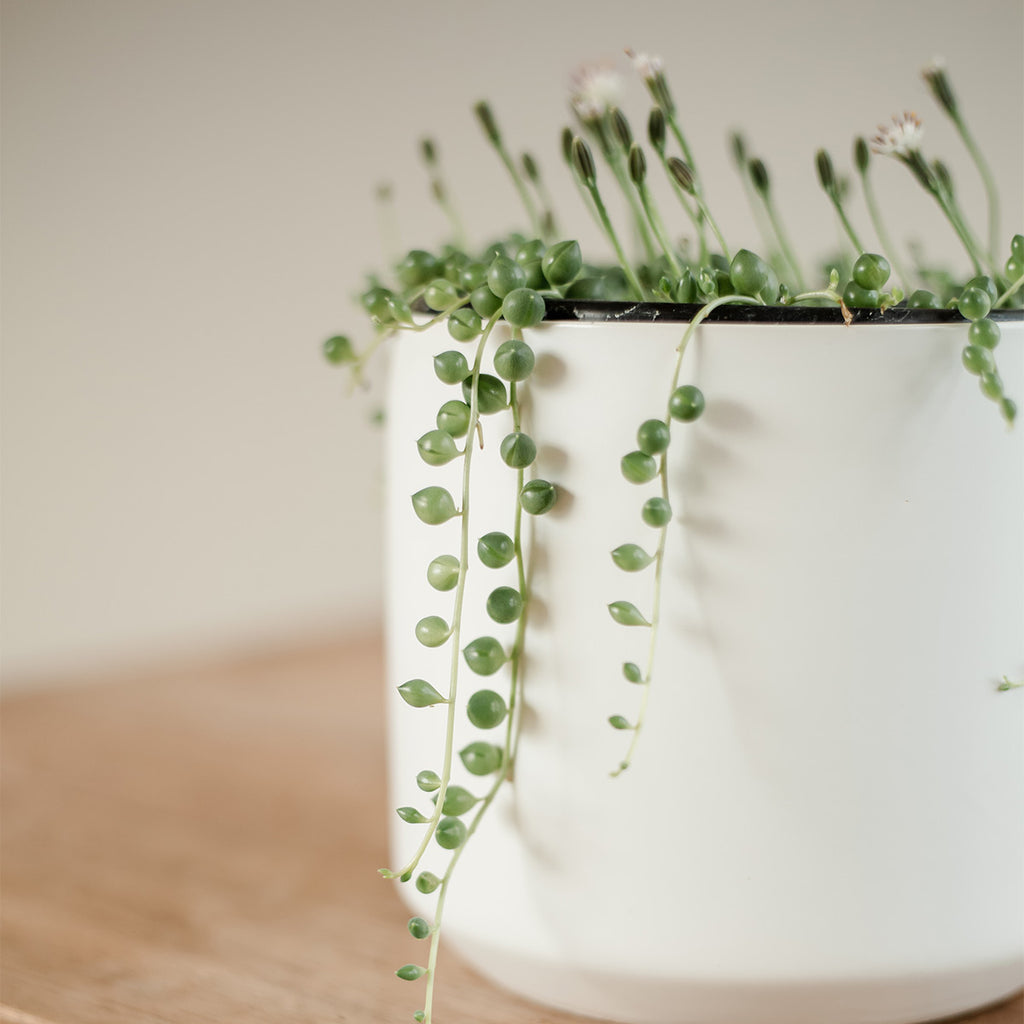 Senecio Rowleyanus