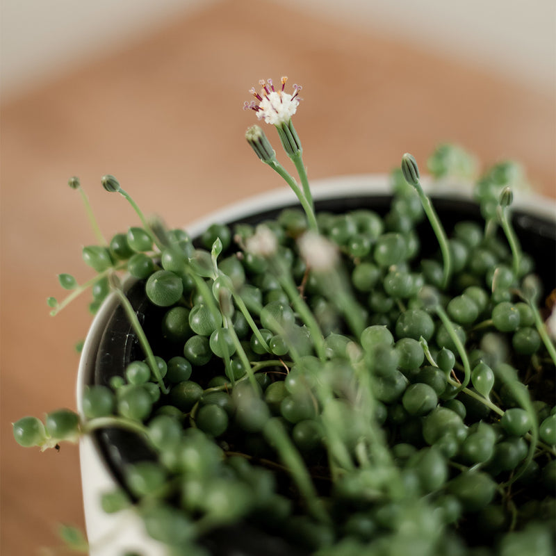 Senecio Rowleyanus