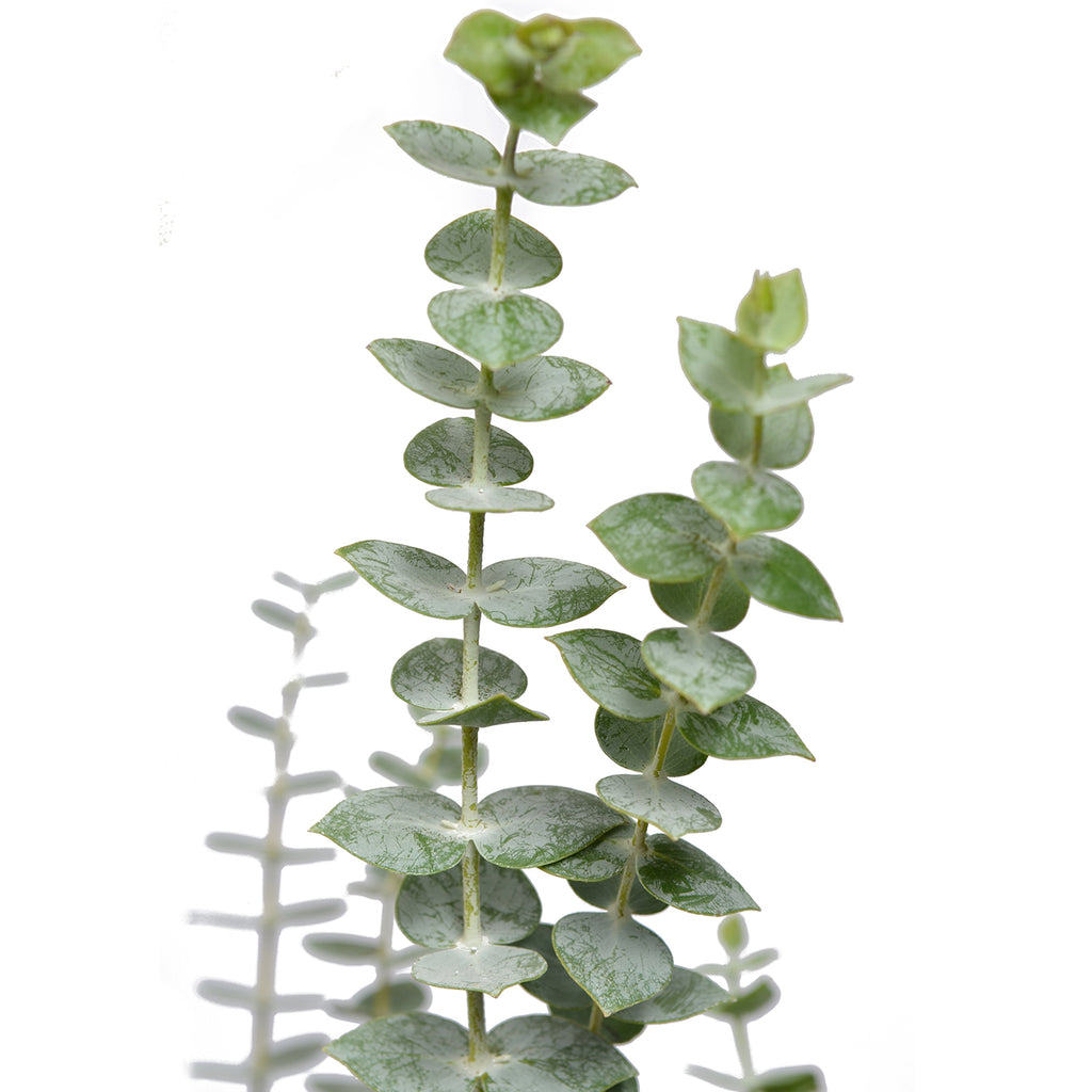 Eucalyptus Baby Blue