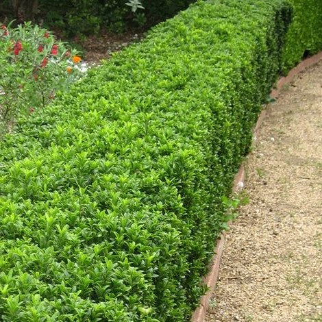 Euonymus Emerald Gem