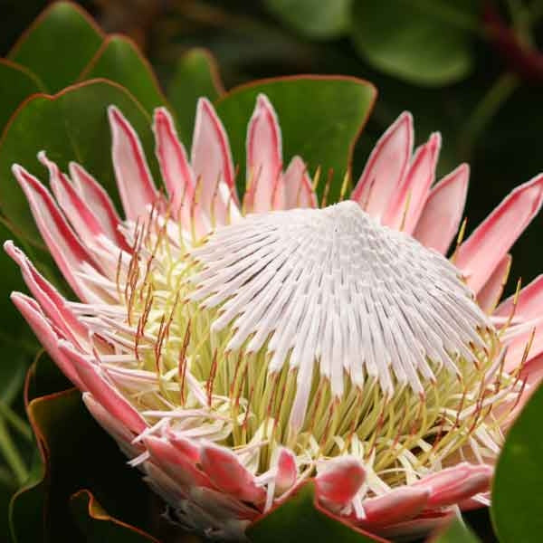 Protea Cynaroides