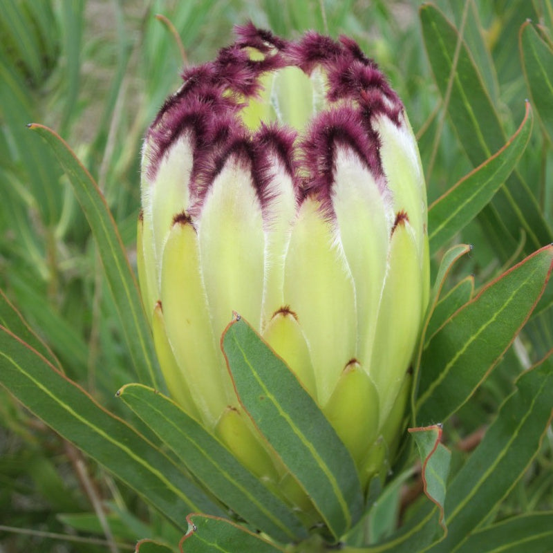 Protea Limelight
