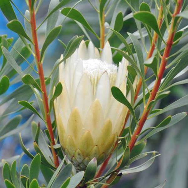 Protea Repens Alba